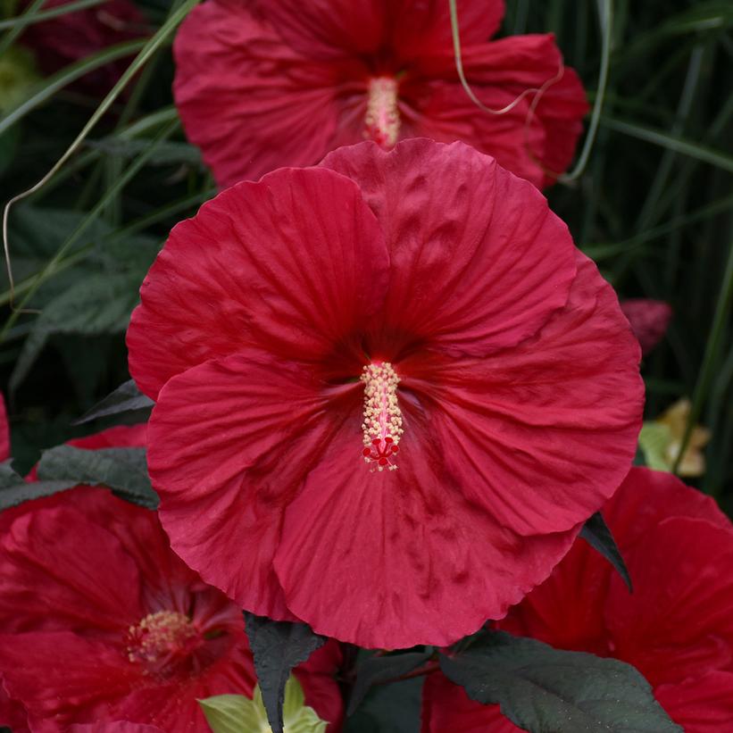 Hibiscus 'Mars Madness'