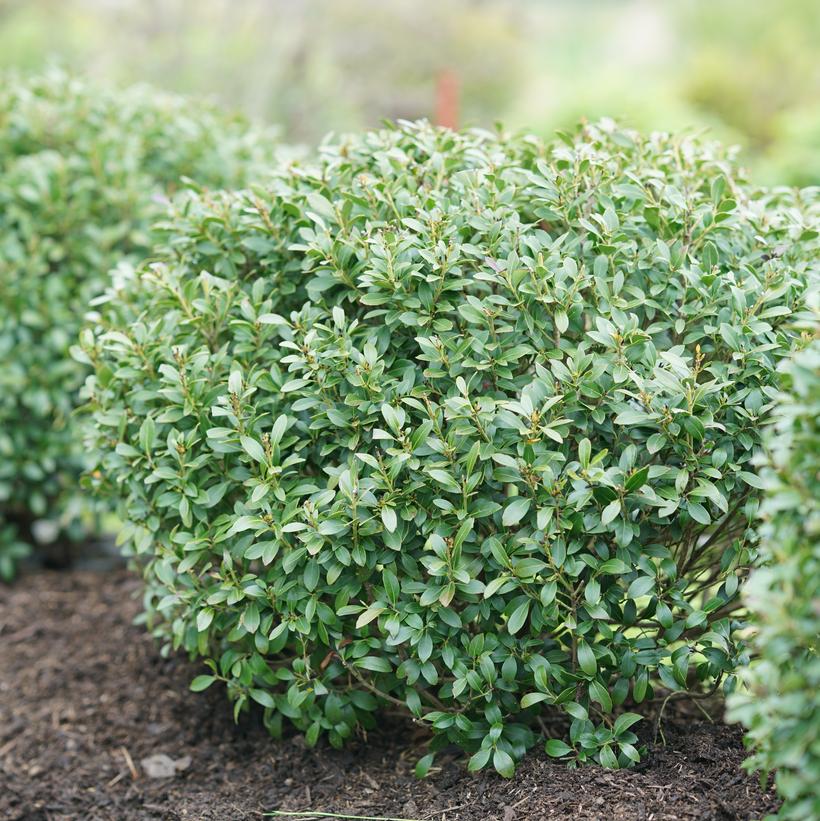 Ilex glabra Strongbox®