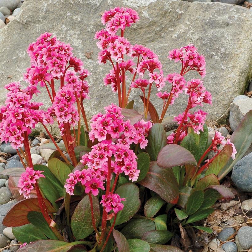 Bergenia 'Pink Dragonfly'