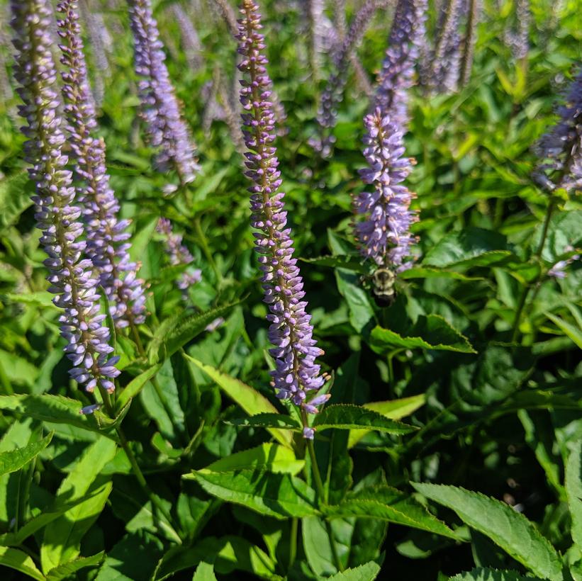 Veronicastrum virginicum 'Red Arrow'