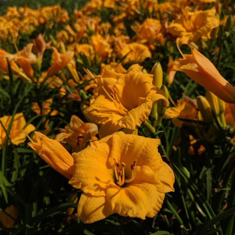 Hemerocallis 'Younique Yellow'