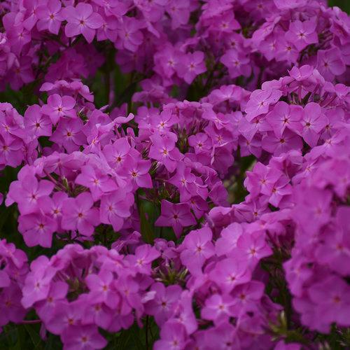 Phlox hybrid 'Opening Act Ultrapink'