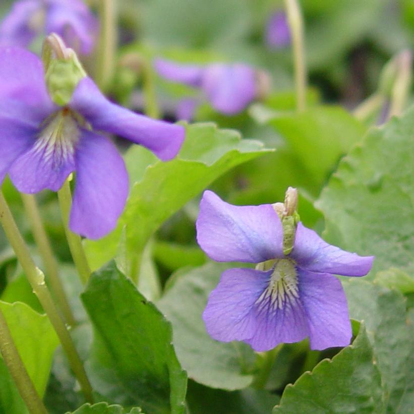 Viola sororia 