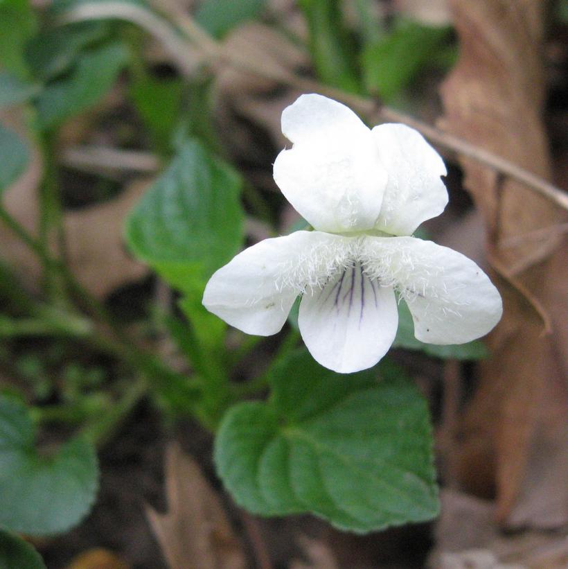 Viola striata 