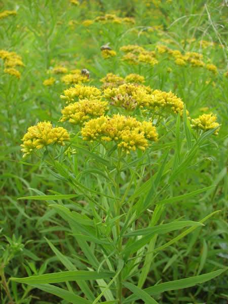 Solidago graminifolia 