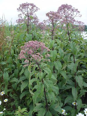 Eupatorium maculatum Gateway