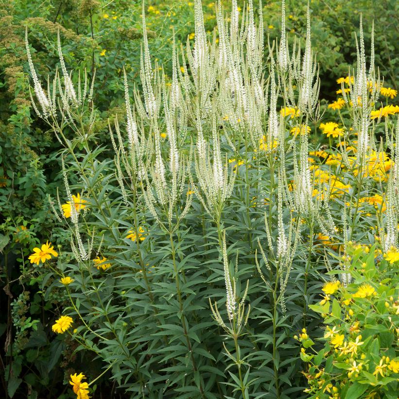 Veronicastrum virginicum 'Album'