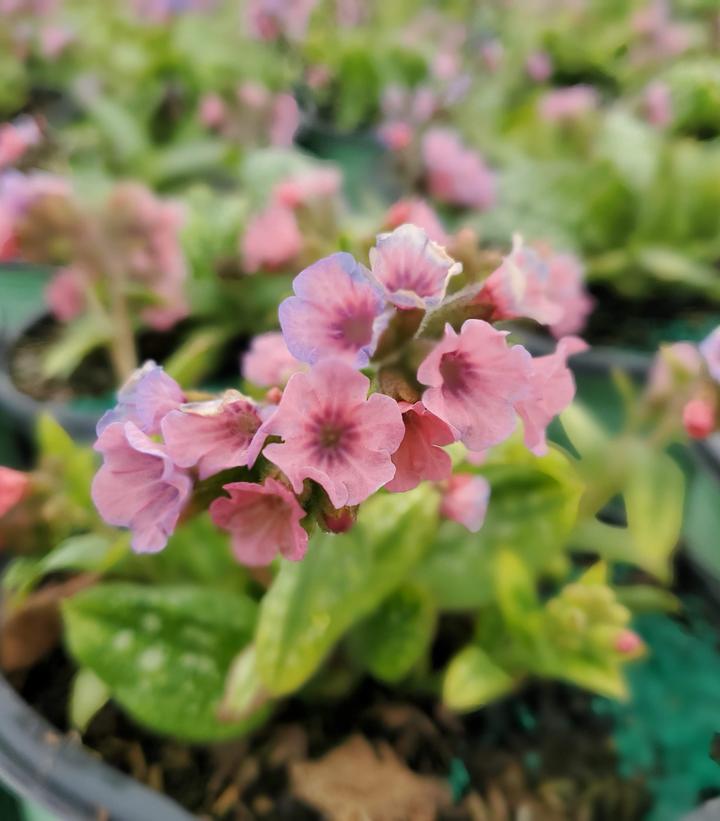 Pulmonaria 'Pretty in Pink'