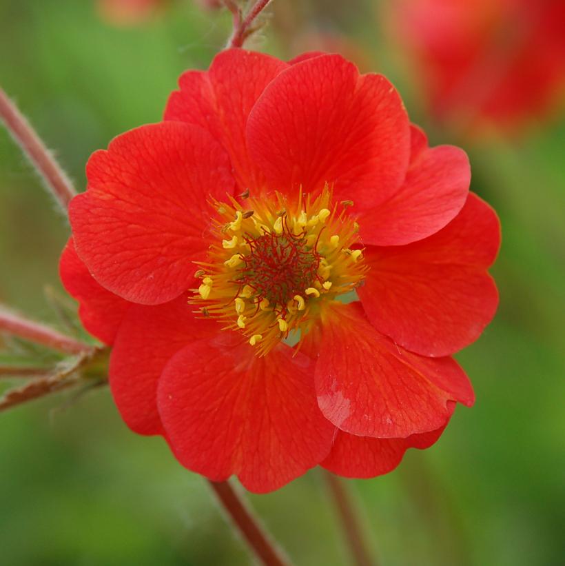 Geum Cocktail™ 'Sangria'