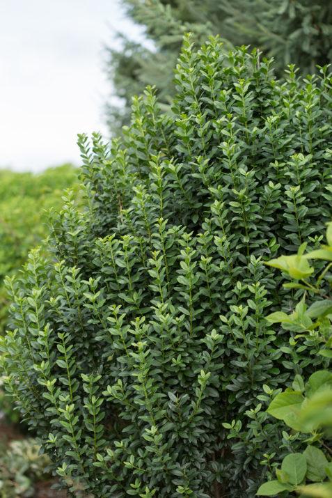 Ligustrum Straight Talk®