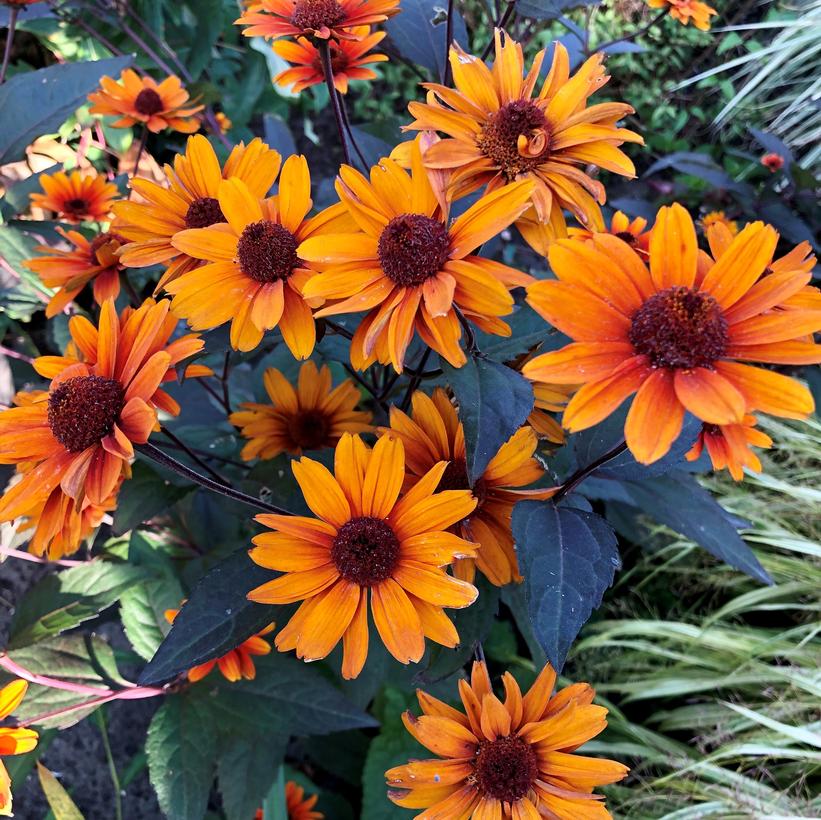 Heliopsis 'Fire Twister'
