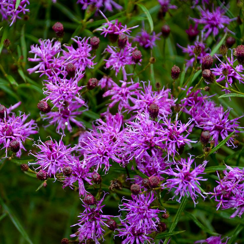 Vernonia x 'Southern Cross'