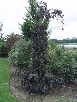 Fagus syl. Purple Fountain