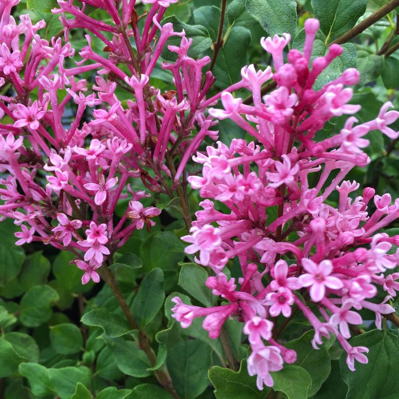 Syringa x Bloomerang® Dwarf Pink