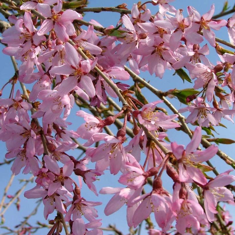 Prunus x Pink Snow Showers™