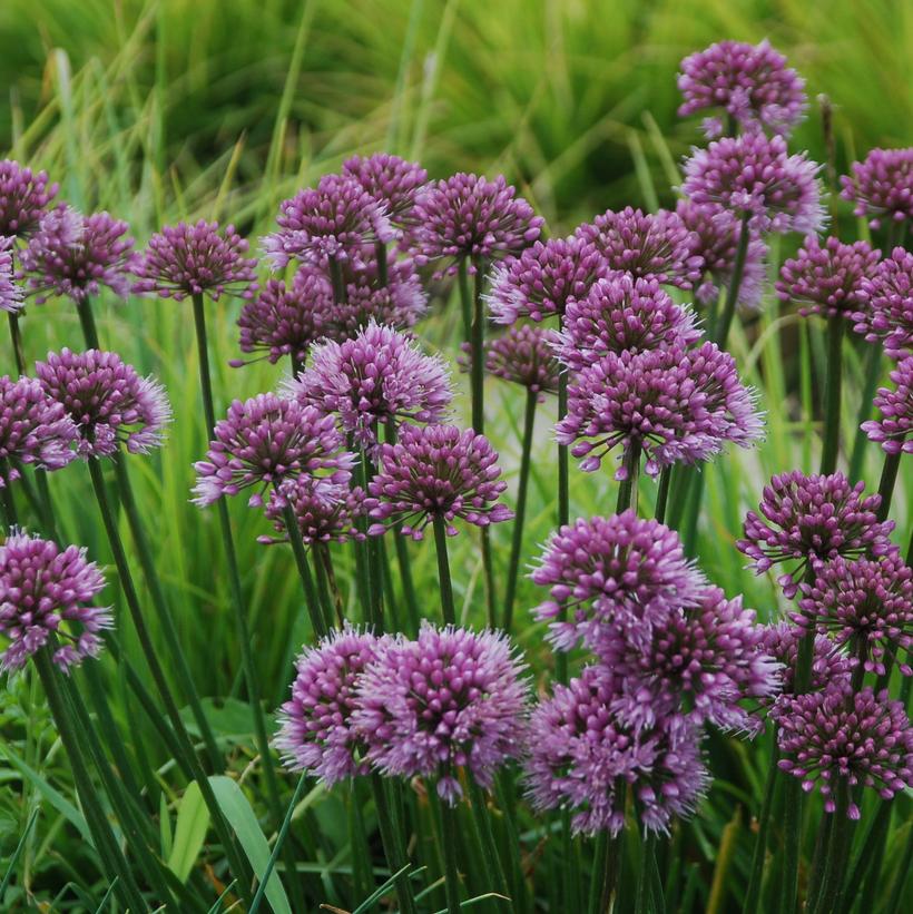 Allium x 'Windy City'