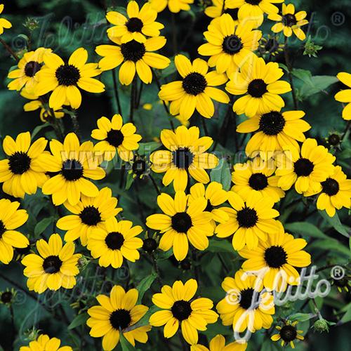 Rudbeckia triloba 'Blackjack Gold'