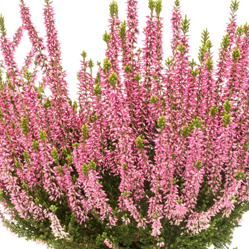 Calluna vulgaris Beauty Ladies 'Melina Light'