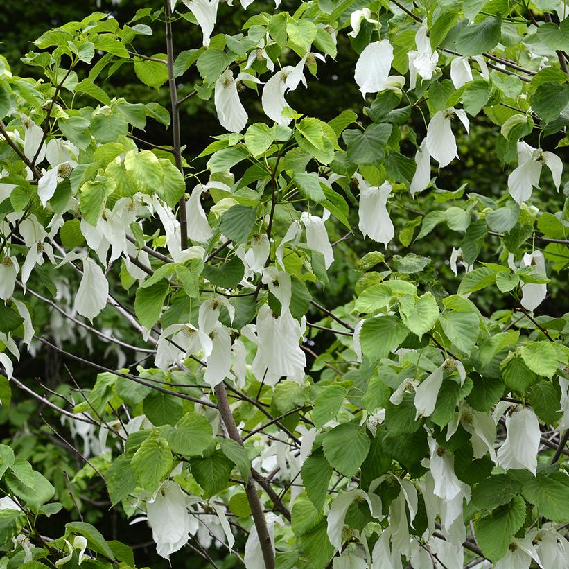 Davidia involucrata 'Vilmoriniana'