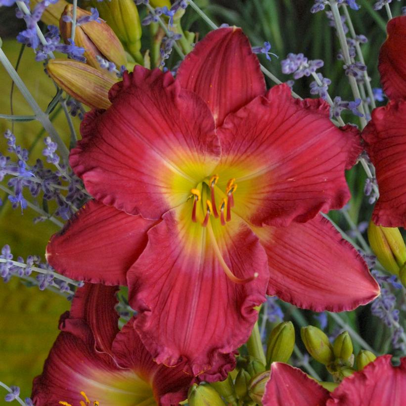Hemerocallis 'Romantic Returns'