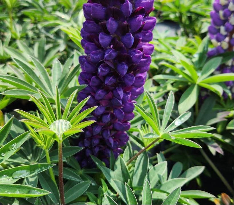 Lupinus p. lupini Blue Shades