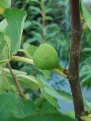 Ficus carica Verns Brown Turkey