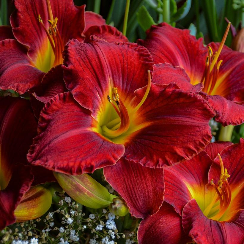 Hemerocallis 'Prairie Wildfire'