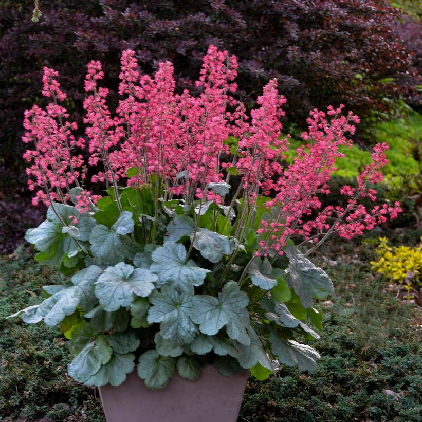 Heuchera hybrid Dolce® Dolce® 'Spearmint'