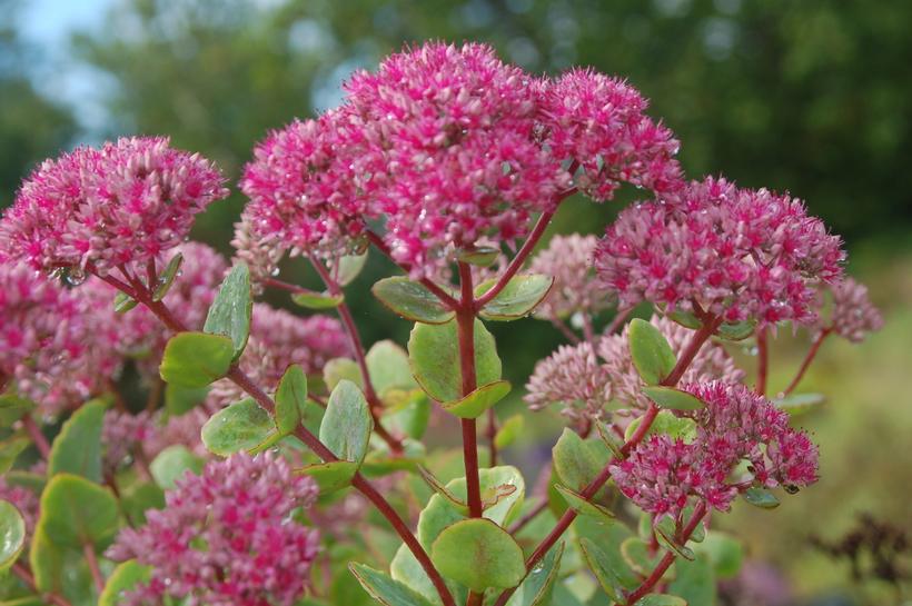 Sedum x intermedia 'Pillow Talk'