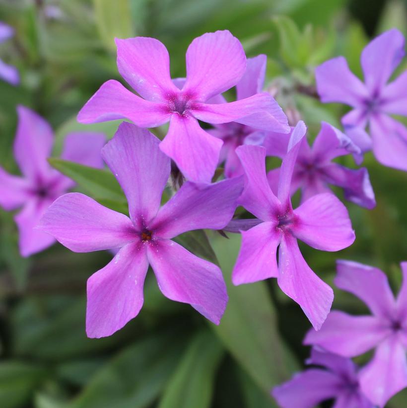 Phlox x Paparazzi® Jagger