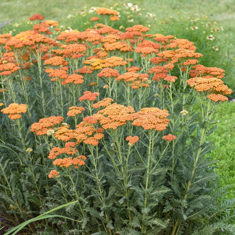Achillea millefolium 'Sassy Summer Sunset'