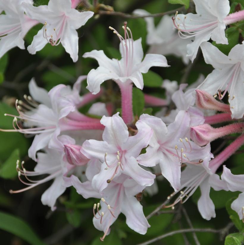 Rhododendron atlanticum 