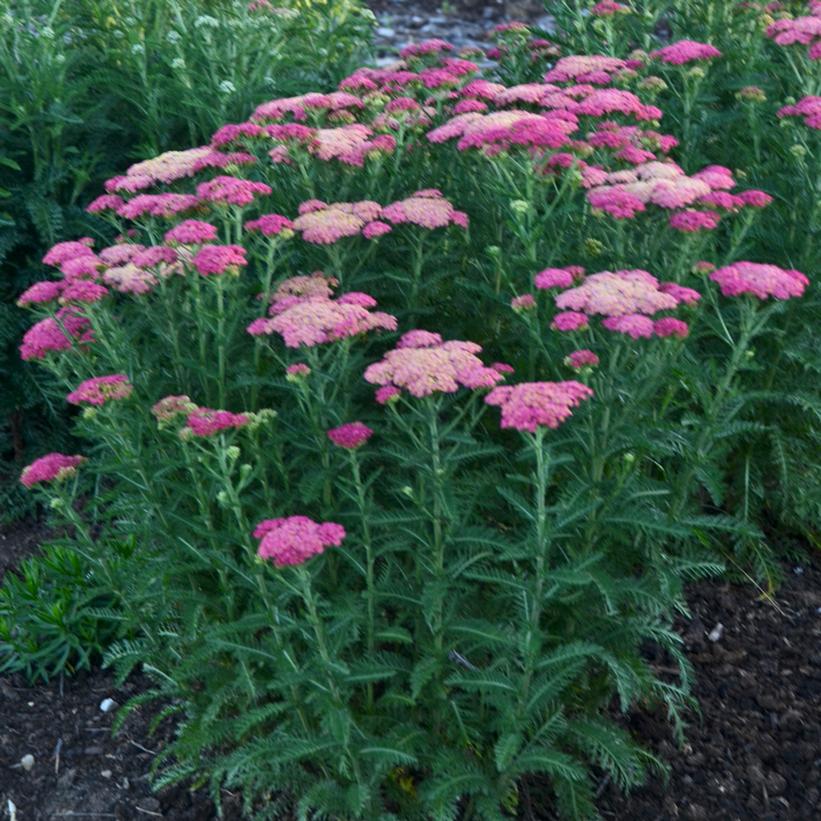 Achillea millefolium 'Sassy Summer Taffy'