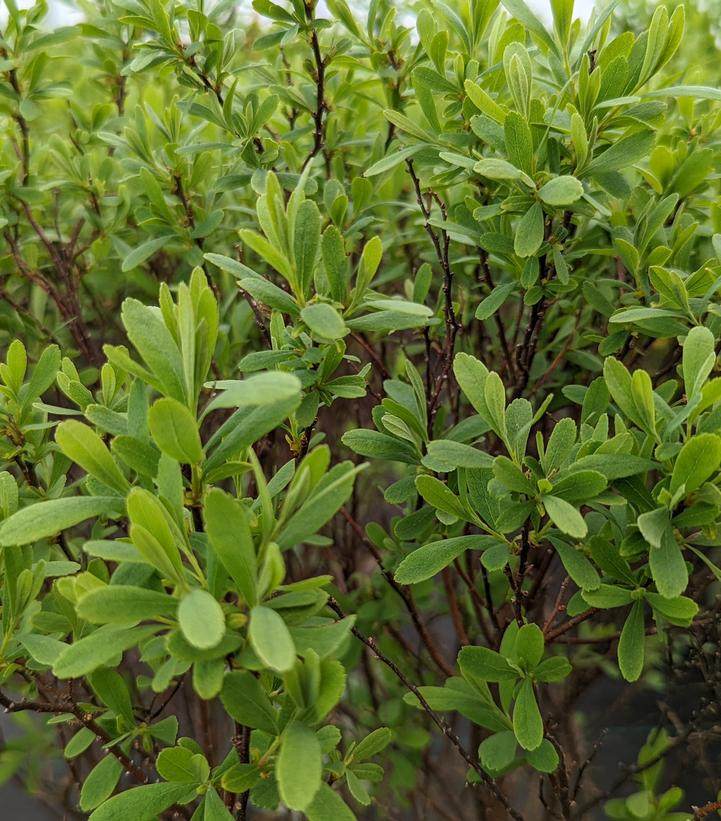 Myrica gale 'Lowboy'