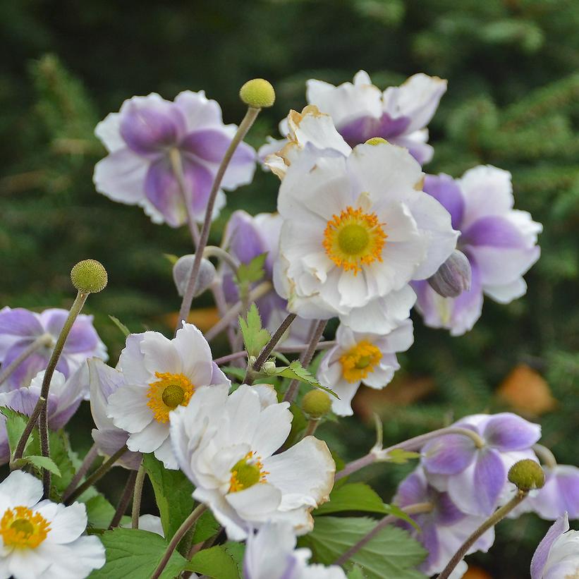 Anemone x 'Dreaming Swan'