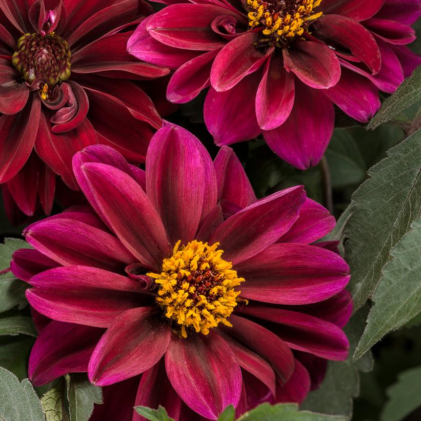Dahlia Dahlightful® Crushed Crimson