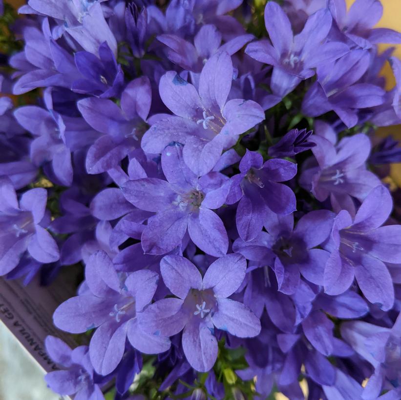 Campanula Get Mee® Purple