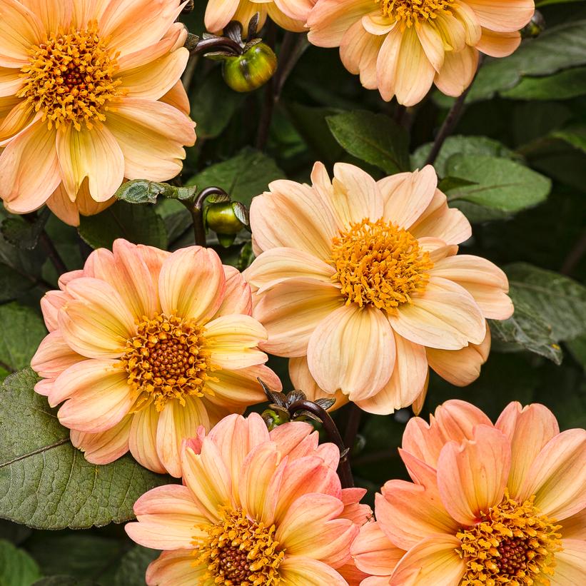 Dahlia Dahlightful® Georgia Peach