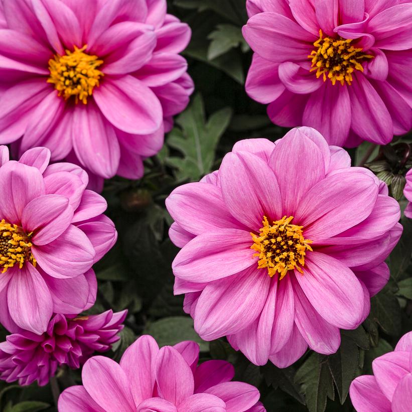 Dahlia Dahlightful® Lively Lavender