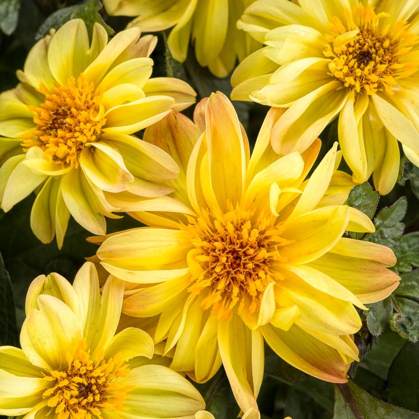 Dahlia Dahlightful® Tupelo Honey