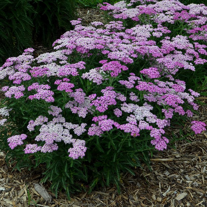 Achillea x 'Firefly Amethyst'