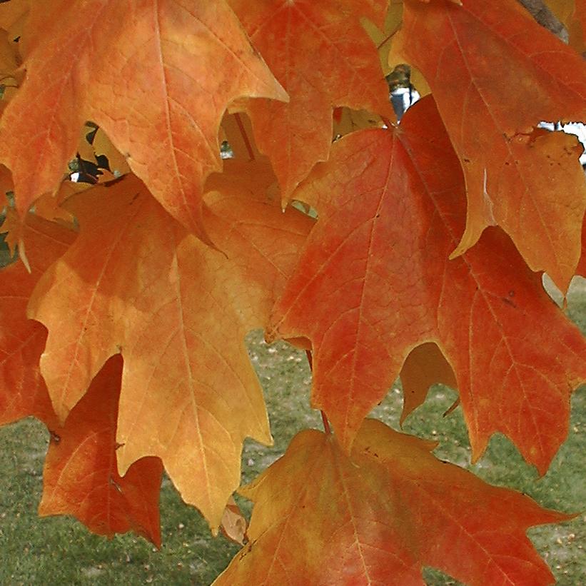 Acer saccharum Fall Fiesta