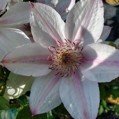 Clematis x Boulevard® Corinne™