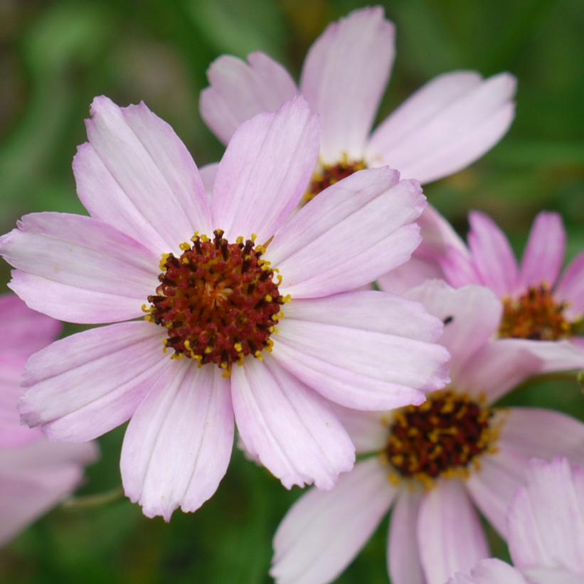 Coreopsis verticillata Permathread™ 'Blushing Pink'
