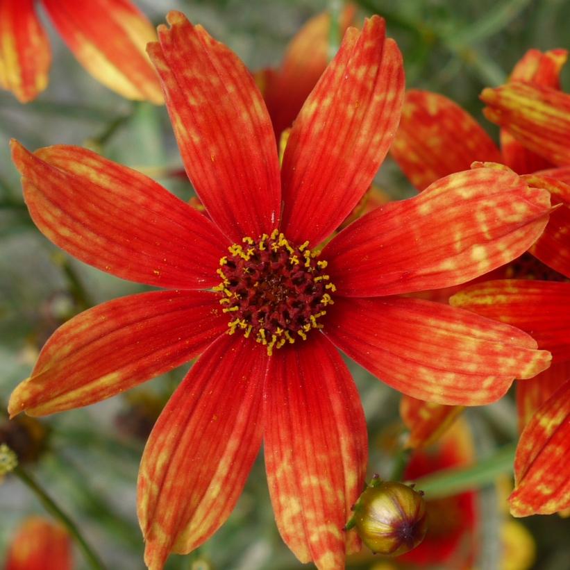 Coreopsis verticillata Permathread™ 'Glowing Embers'