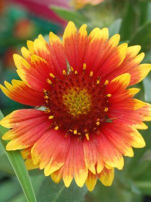 Gaillardia Arizona Sun