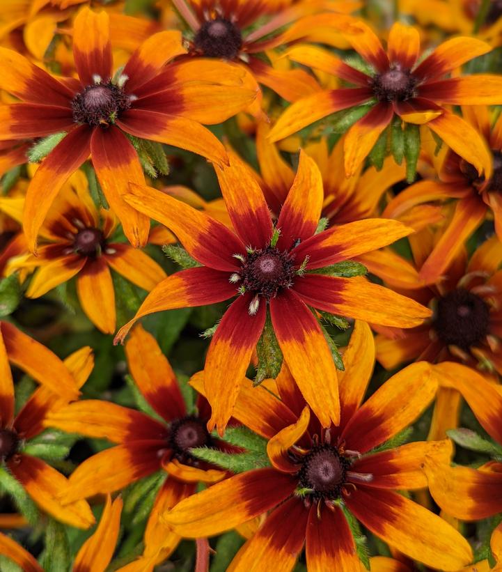 Echibeckia x Summerina® 'Blazing Fire'