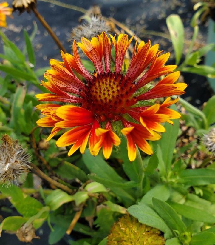 Gaillardia Spintop 'Copper Sun'