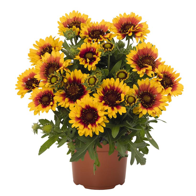 Gaillardia Spintop 'Red Starburst'