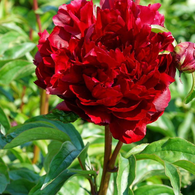 Paeonia lactiflora 'Peter Brand'